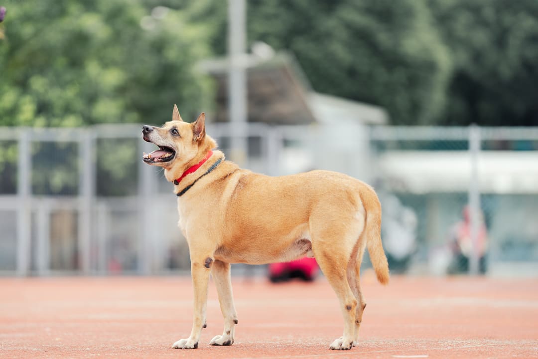 Tan adult male mixed-breed dog, Medium, shelter no. …2801