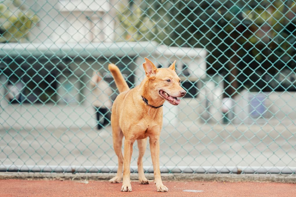 Photo of No. AAADG2017122515, Adult · Female · Medium · Mixed breed