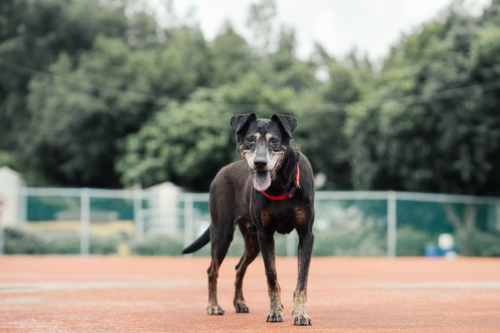Black adult male mixed-breed dog, Medium, shelter no. …2909