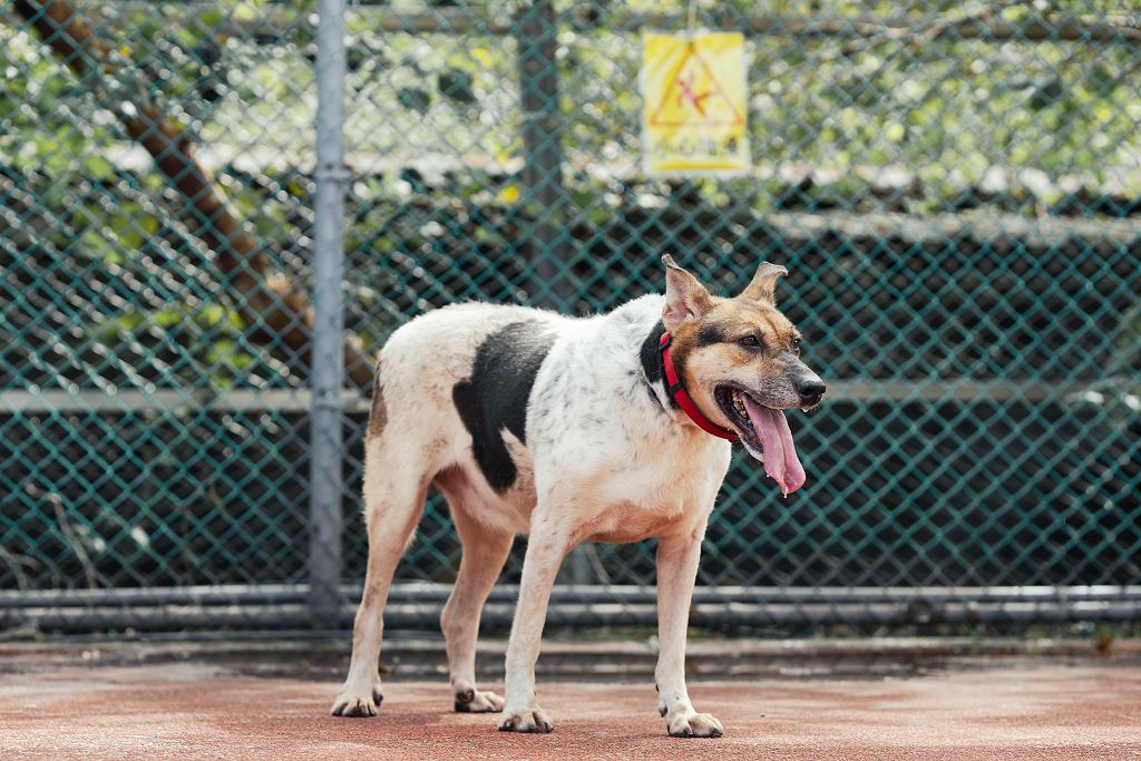 Photo of No. AAADG2018041317, Adult · Female · Medium · Mixed breed