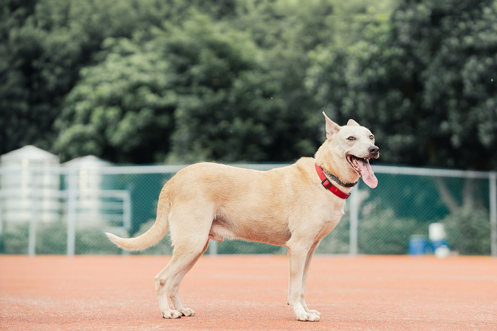 Photo of No. AAADG2018041328, Adult · Male · Medium · Mixed breed