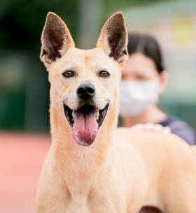Tan adult male mixed-breed dog, Medium, shelter no. …1202