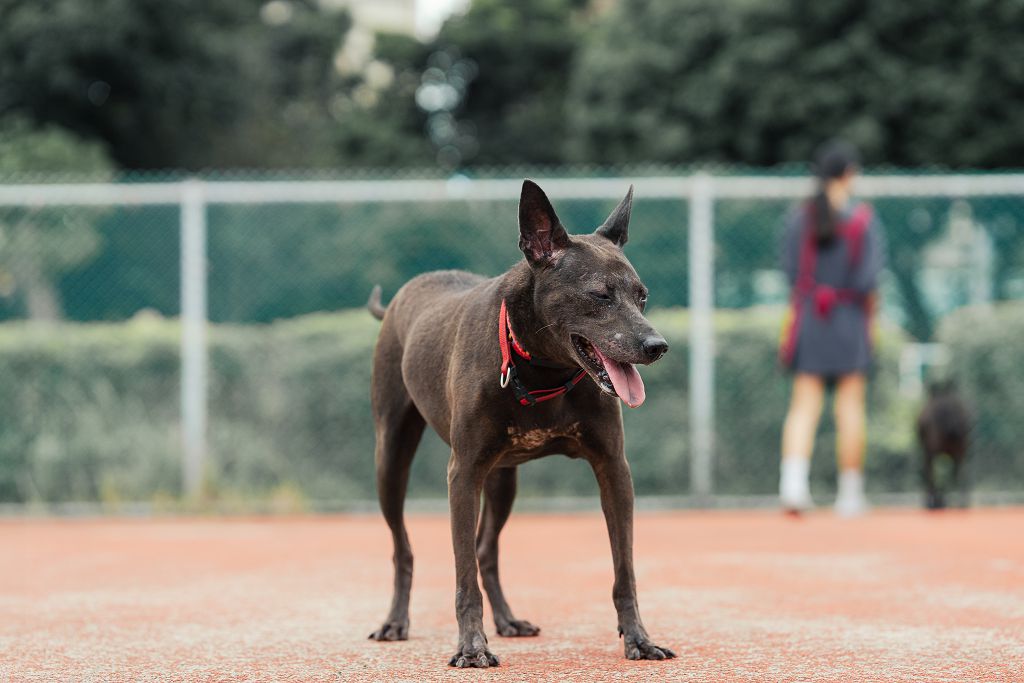 Photo of No. AAADG2018121304, Adult · Male · Medium · Mixed breed