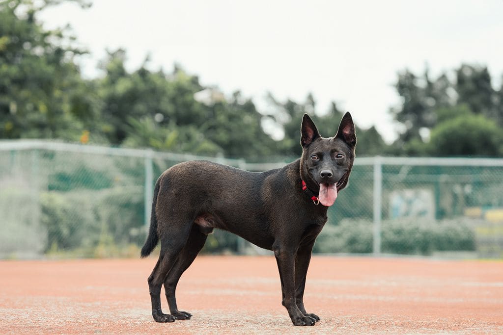 Photo of No. AAADG2019080604, Adult · Male · Medium · Mixed breed