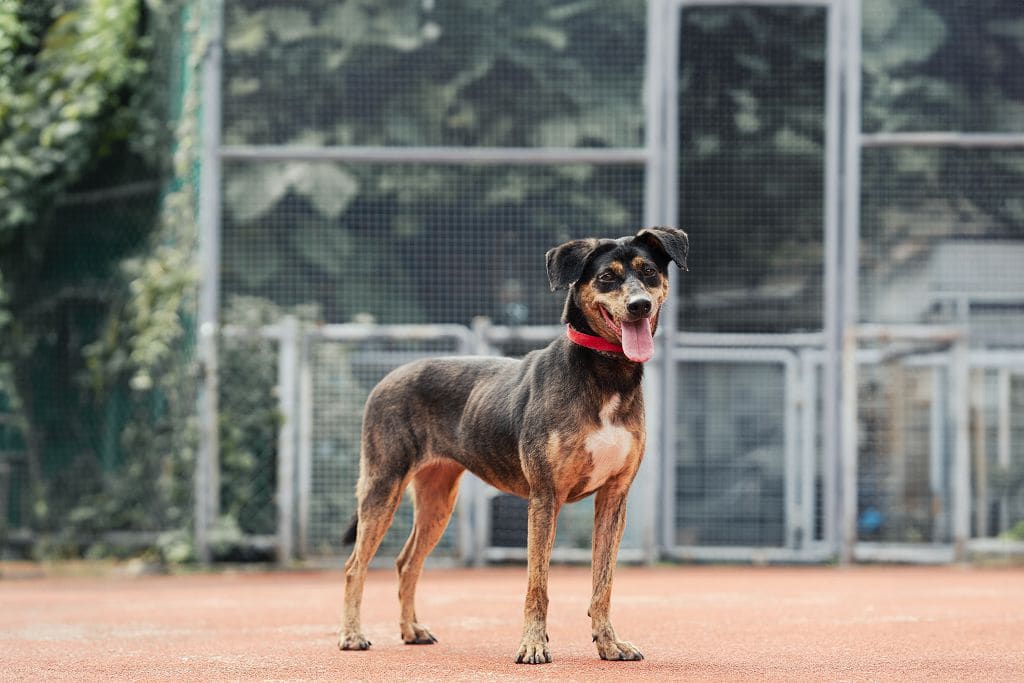 Photo of No. AAADG2019100711, Adult · Male · Medium · Mixed breed