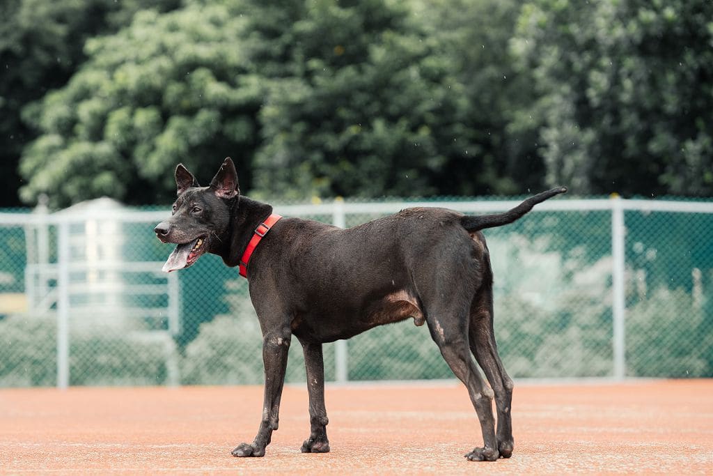 Black adult male mixed-breed dog, Medium, shelter no. …1906