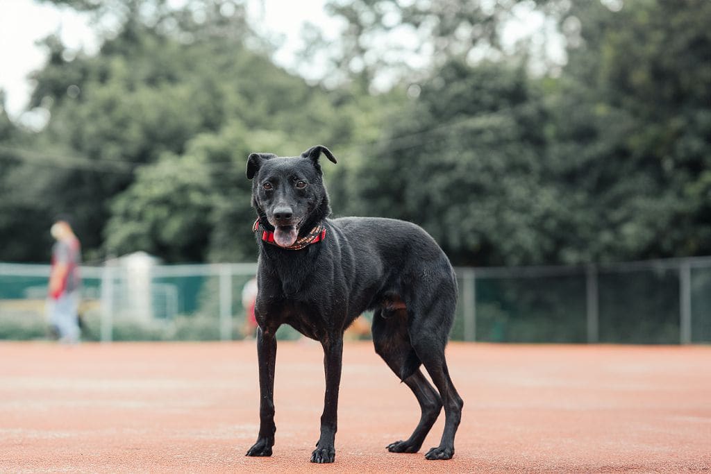 Photo of No. AAADG2020120106, Adult · Male · Medium · Mixed breed