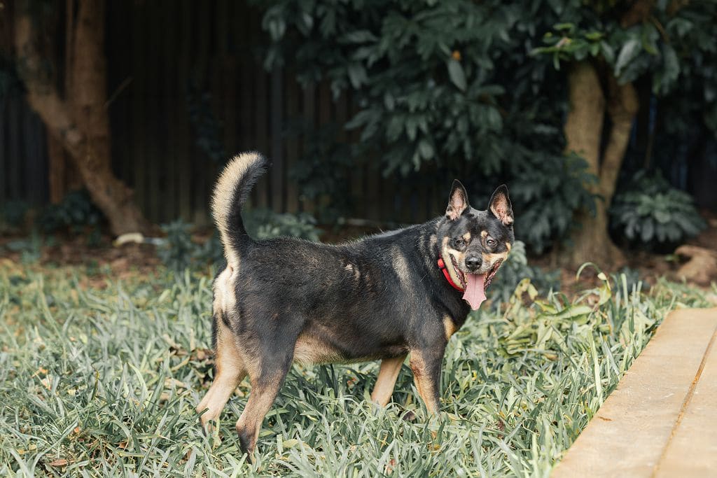 Photo of No. AAADG2020122507, Adult · Male · Medium · Mixed breed