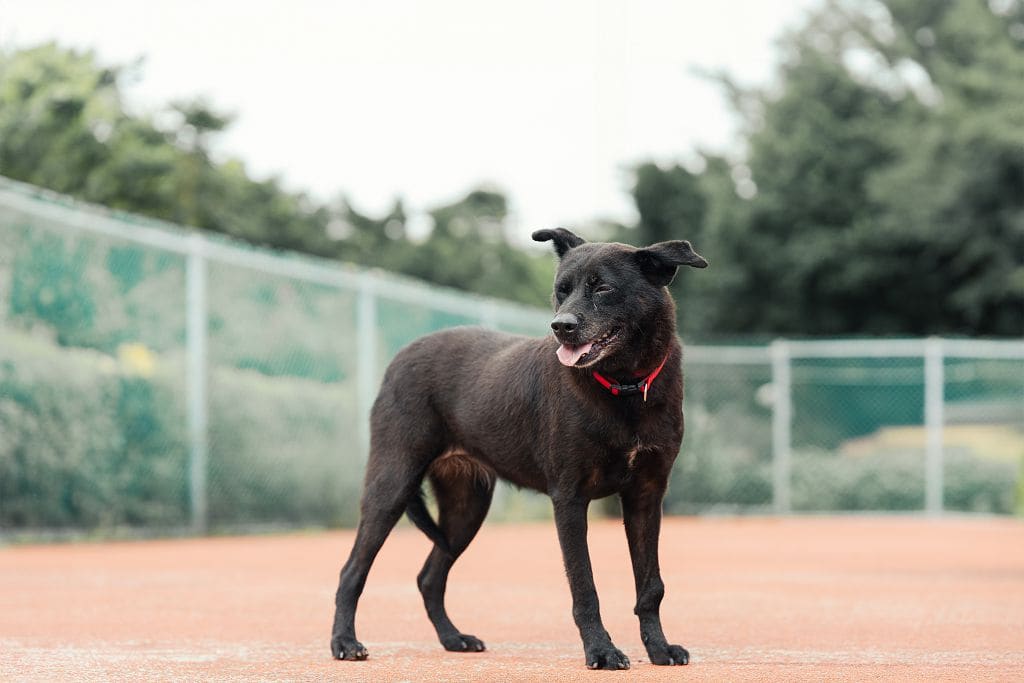 Photo of No. AAADG2021072201, Adult · Female · Medium · Mixed breed