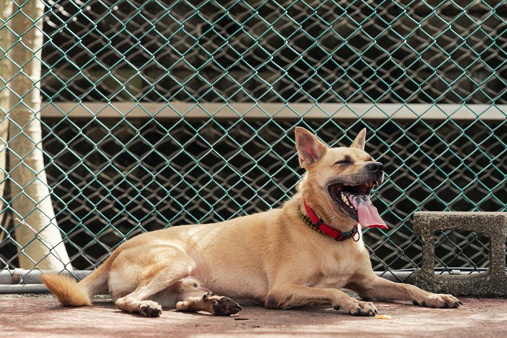 Photo of No. AAADG2024052201, Adult · Male · Medium · Mixed breed