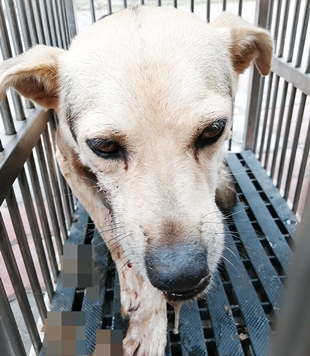Adult female mixed-breed dog, Medium, shelter no. …0013