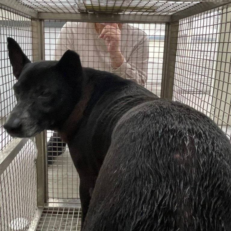 Photo of No. VAAAG113112004, Adult · Male · Medium · Mixed breed