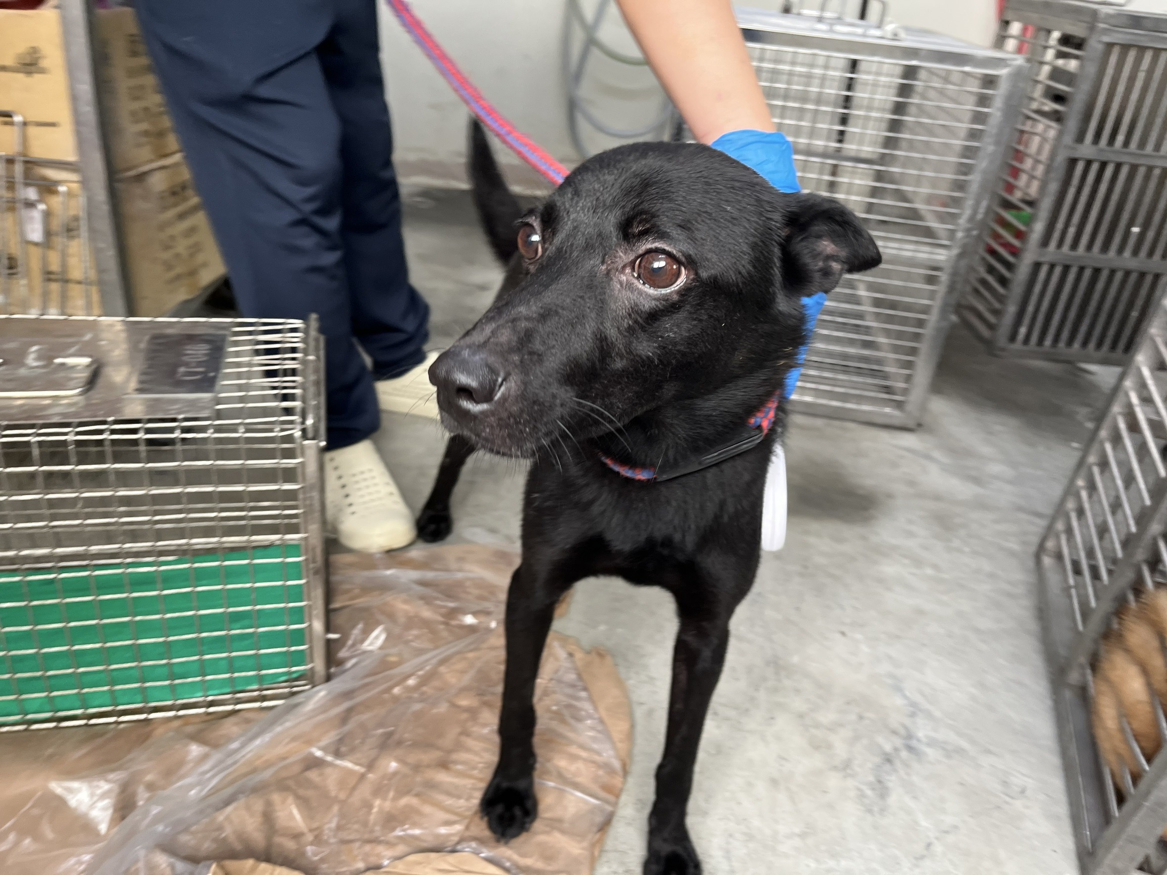 Photo of No. VAAAG113112703, Adult · Male · Medium · Mixed breed
