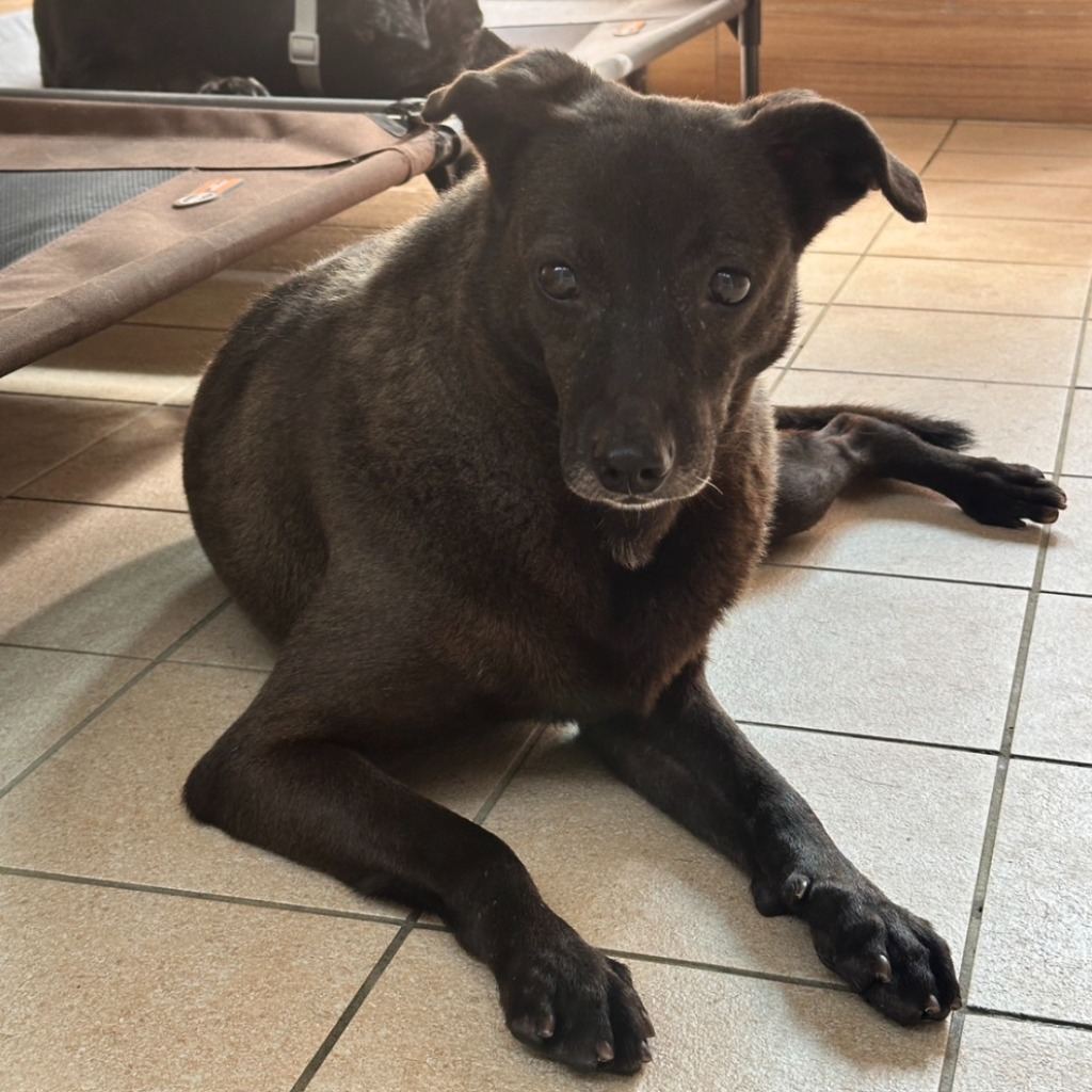 Photo of No. AAAGG1100428006, Adult · Female · Medium · Mixed breed