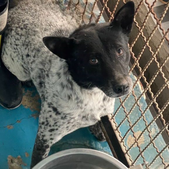 Photo of No. EAAAG1131129011, Adult · Male · Large · Mixed breed