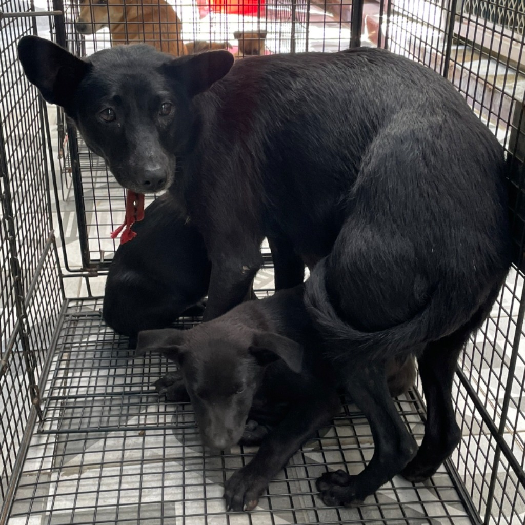 Photo of No. EAAAG1131203006, Adult · Female · Large · Mixed breed