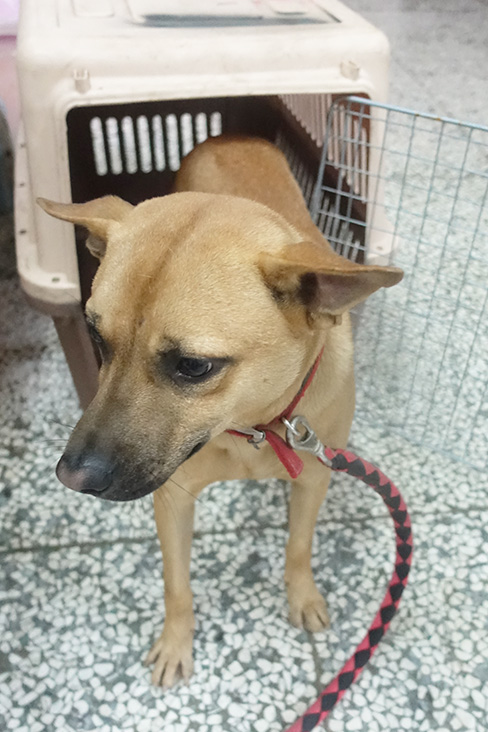 Photo of No. 1132384, Adult · Male · Large · Mixed breed