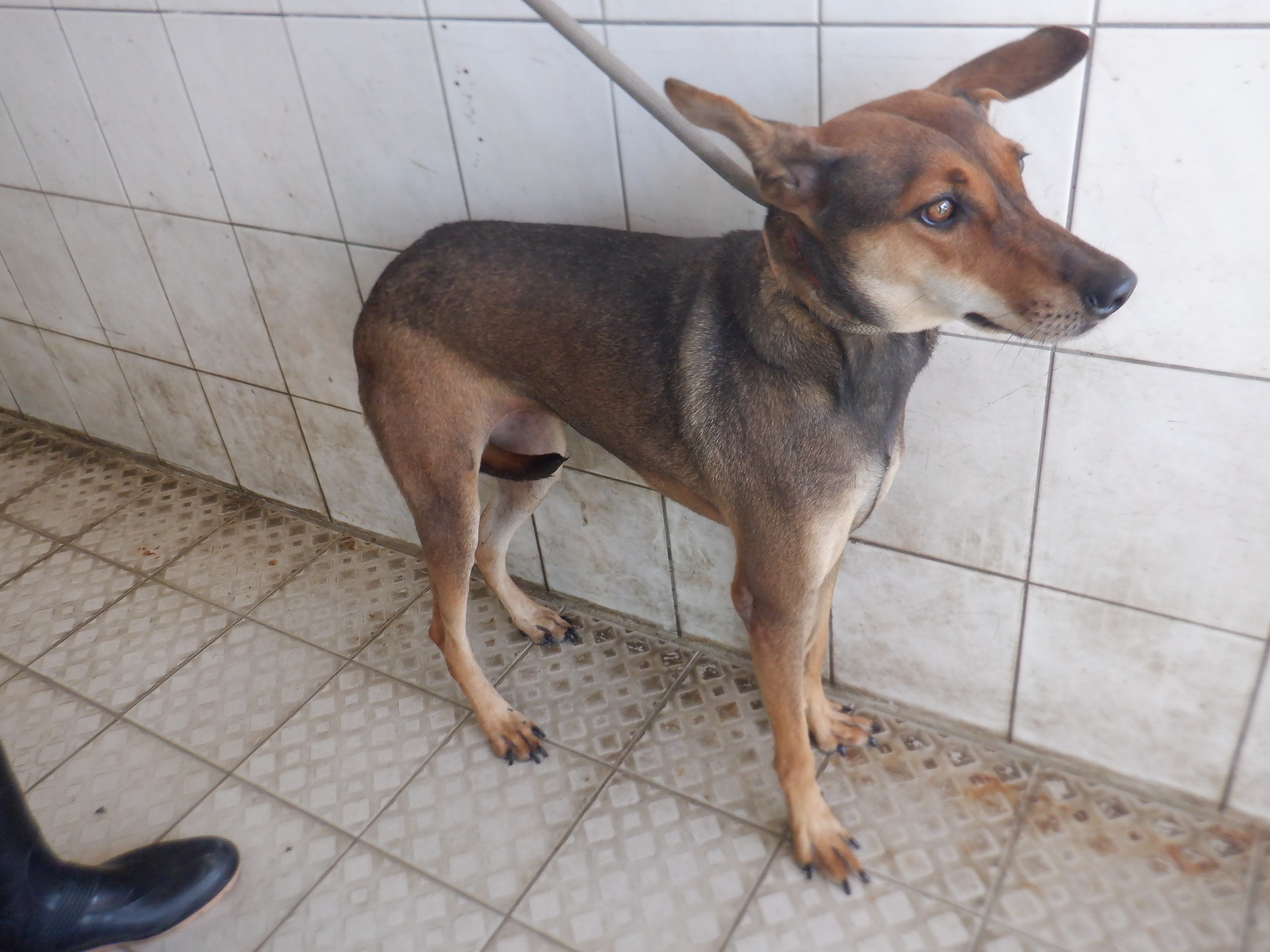 Black-and-tan adult female mixed-breed dog, Medium, shelter no. …4764