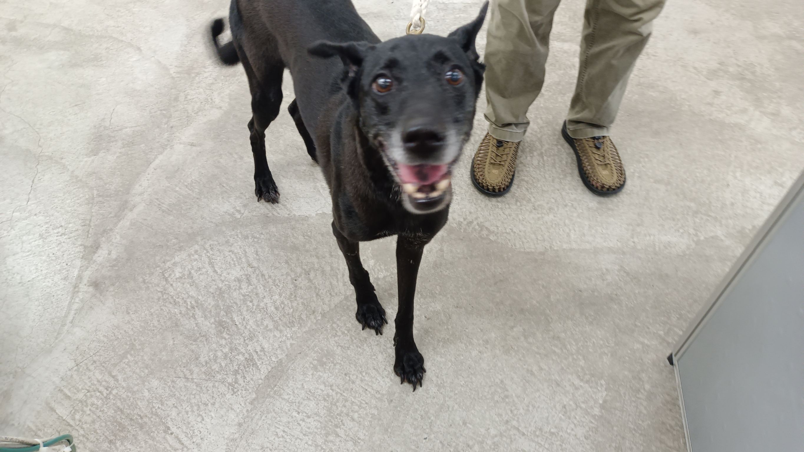 Photo of No. VAAAG113120602, Adult · Male · Medium · Mixed breed