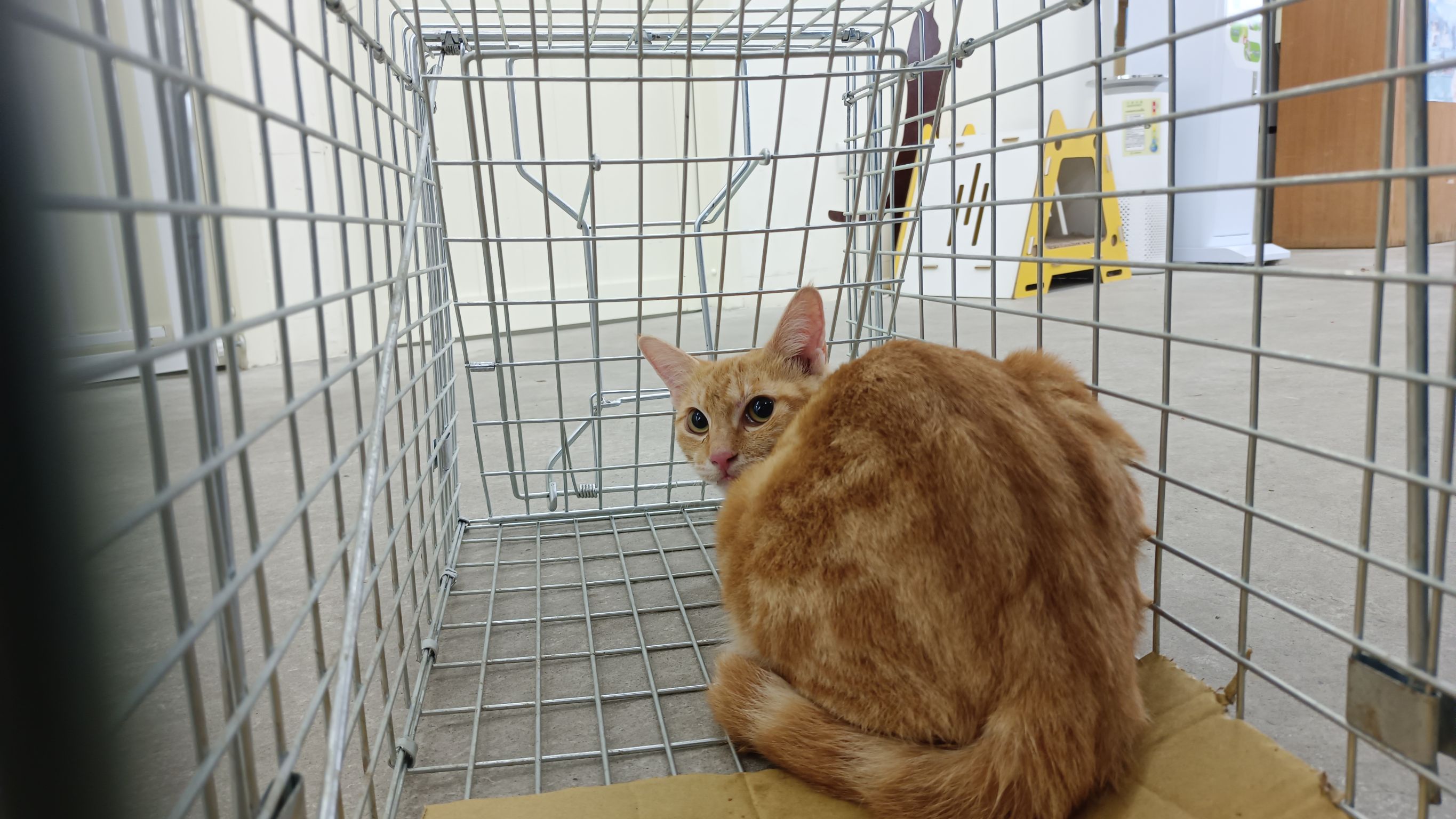 Photo of No. VAAAG113120707, Adult · Female · Medium · Mixed breed