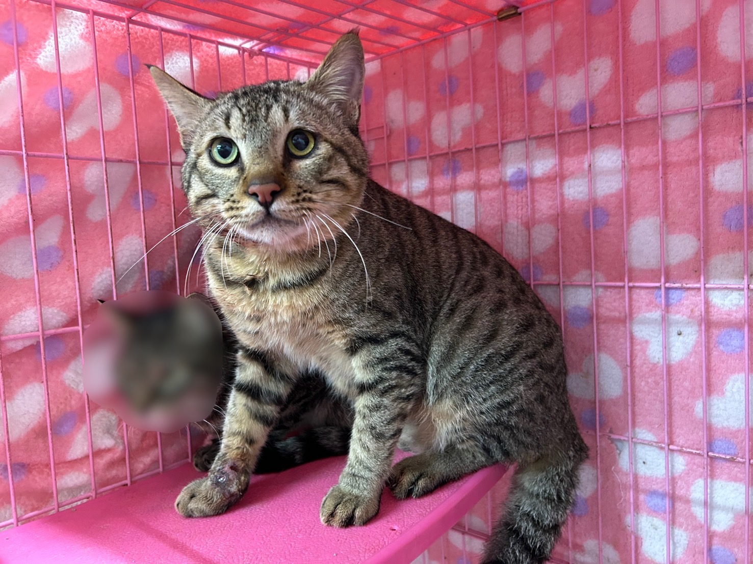 Photo of No. VAAAG113121204, Adult · Male · Medium · Mixed breed