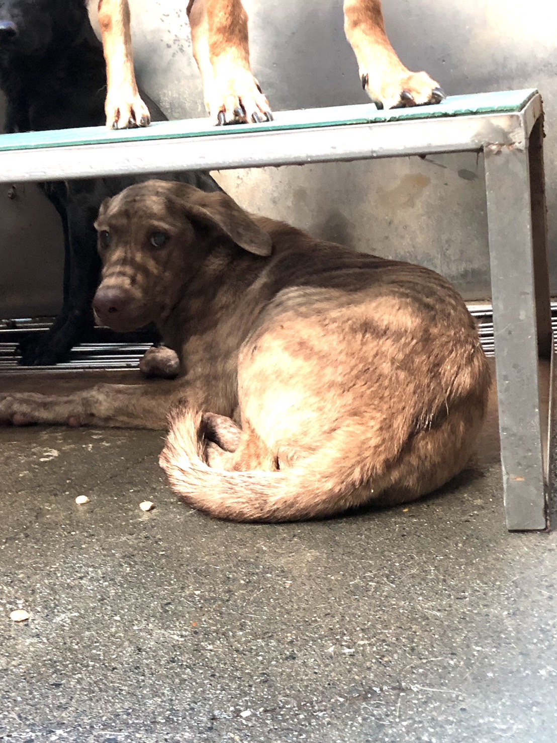 Tan tabby adult male mixed-breed dog, Medium, shelter no. …2006