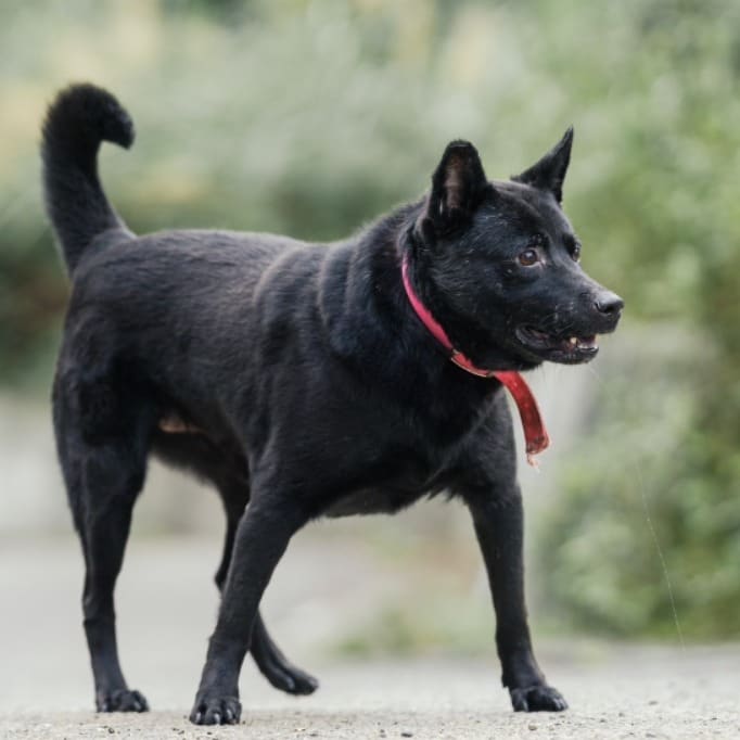 Photo of No. AAACG1070124019, Adult · Female · Medium · Mixed breed