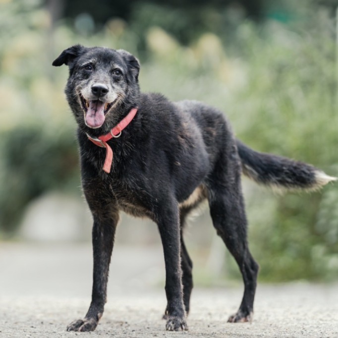 Photo of No. AAACG1070510020, Adult · Male · Large · Mixed breed