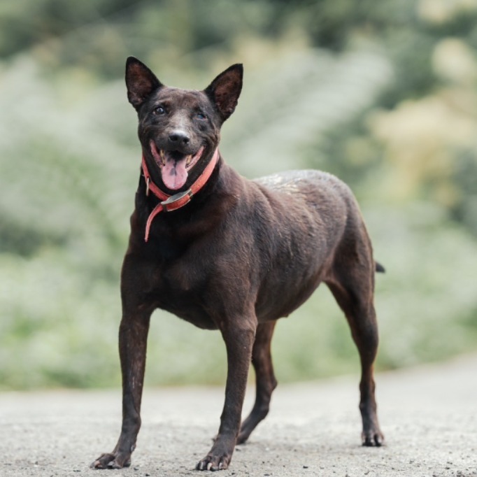 Black-and-tan adult male mixed-breed dog, Medium, shelter no. …0026