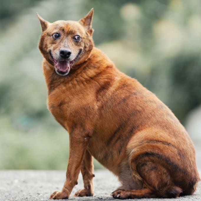 Photo of No. AAACG1110513001, Adult · Male · Medium · Mixed breed