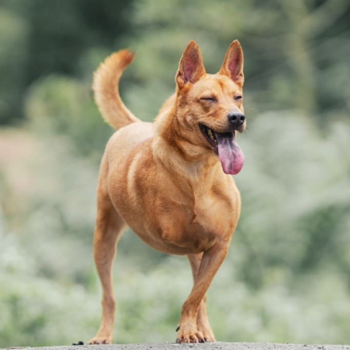 Tan adult female mixed-breed dog, Medium, shelter no. …9004