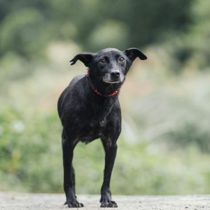 Photo of No. AAACG1130331002, Adult · Female · Small · Mixed breed