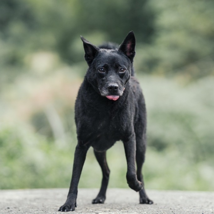 Photo of No. AAACG1070510028, Adult · Male · Medium · Mixed breed