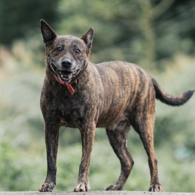 Photo of No. AAACG1120731004, Adult · Male · Large · Mixed breed