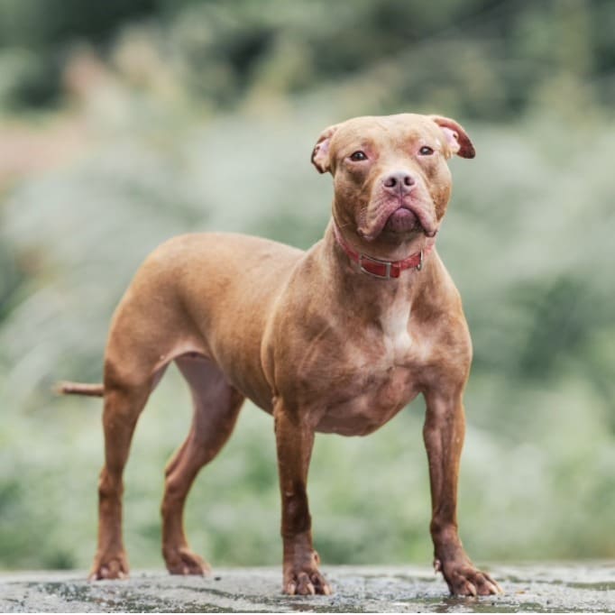 Photo of No. AAACG1121025002, Adult · Female · Medium · American Pit Bull Terrier