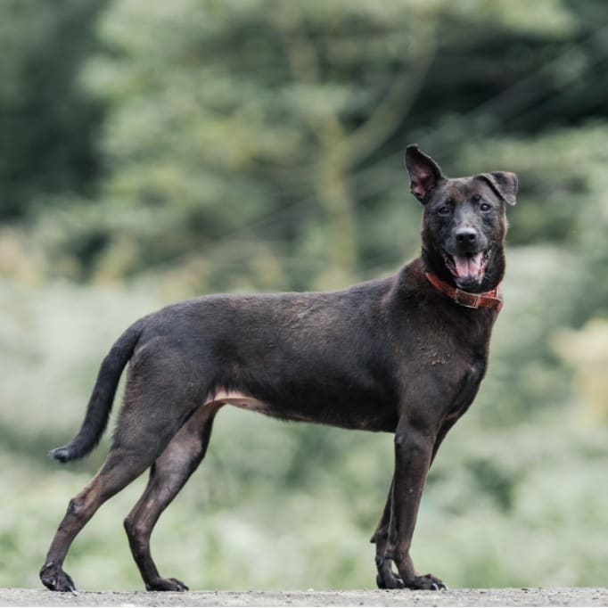 Black adult male mixed-breed dog, Medium, shelter no. …4010