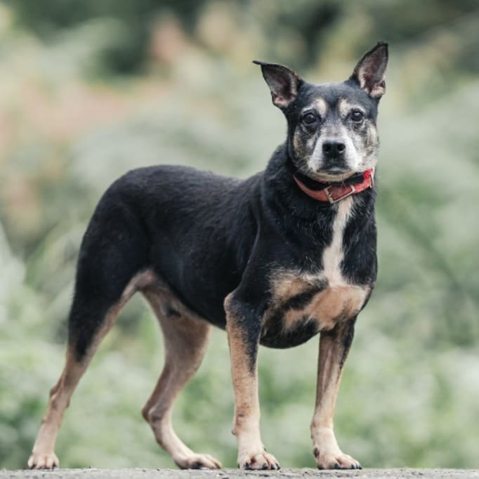 Photo of No. AAACG106092008, Adult · Male · Medium · Mixed breed