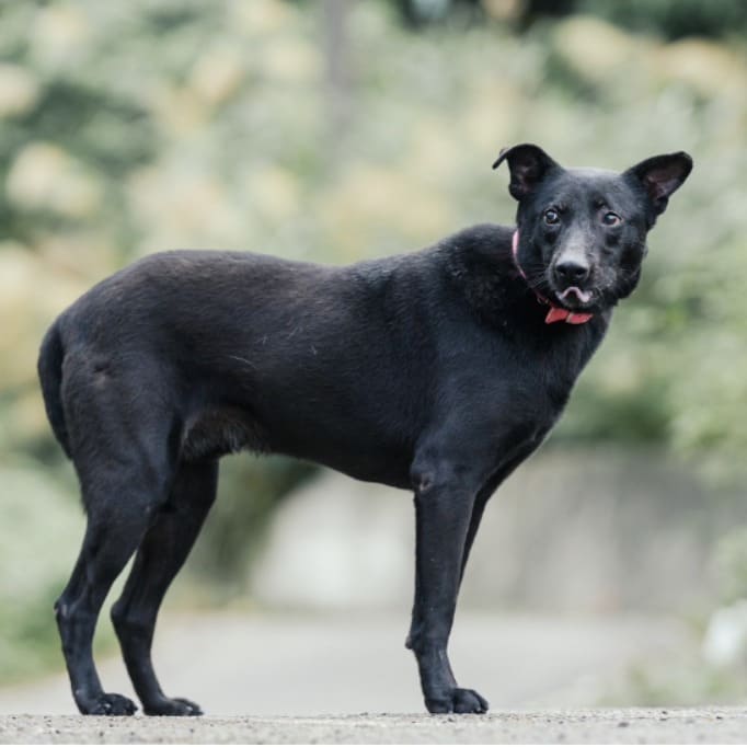 Black adult male mixed-breed dog, Small, shelter no. …0510