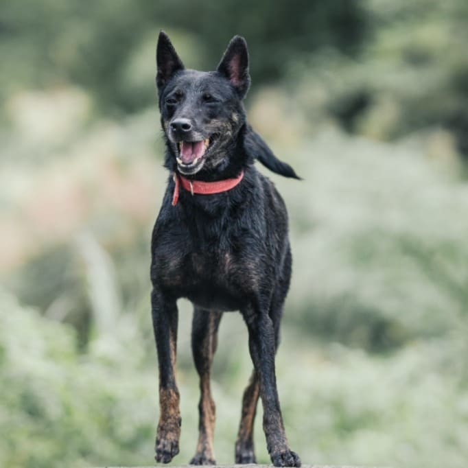 Photo of No. AAACG1120830006, Adult · Male · Medium · Mixed breed