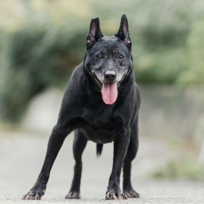Photo of No. AAACG1090224003, Adult · Female · Medium · Mixed breed