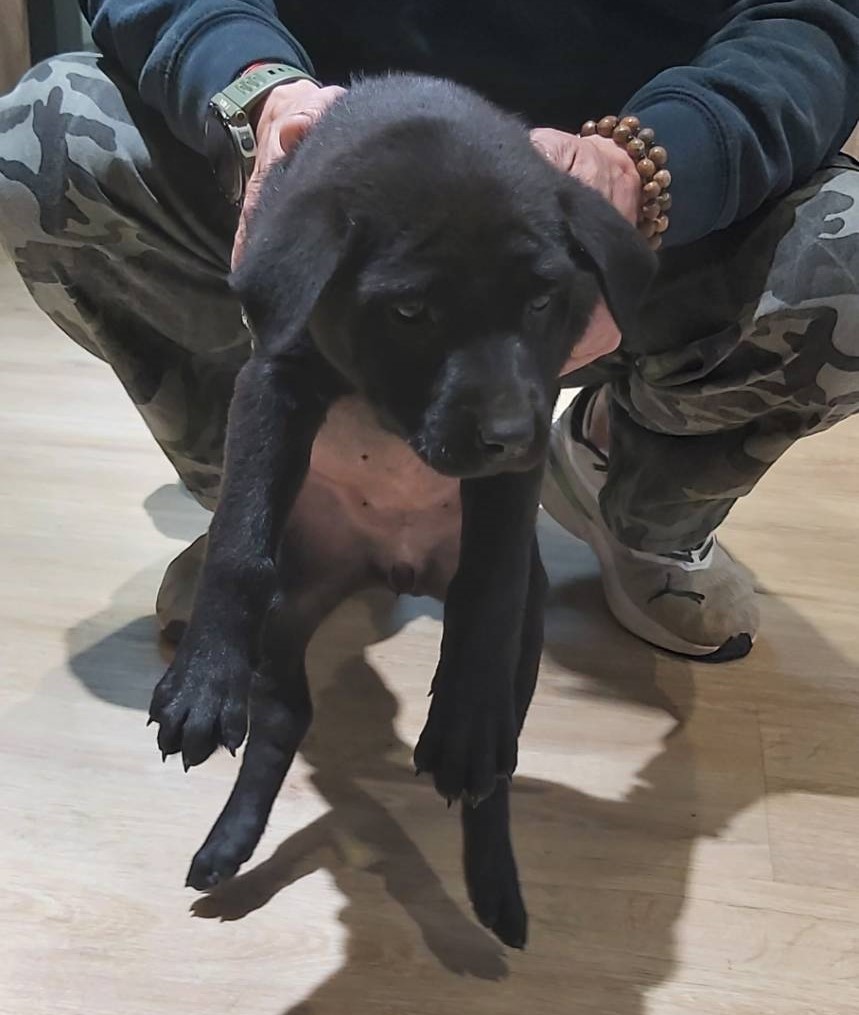 Photo of No. CAAAG1131218006, Young · Female · Small · Mixed breed