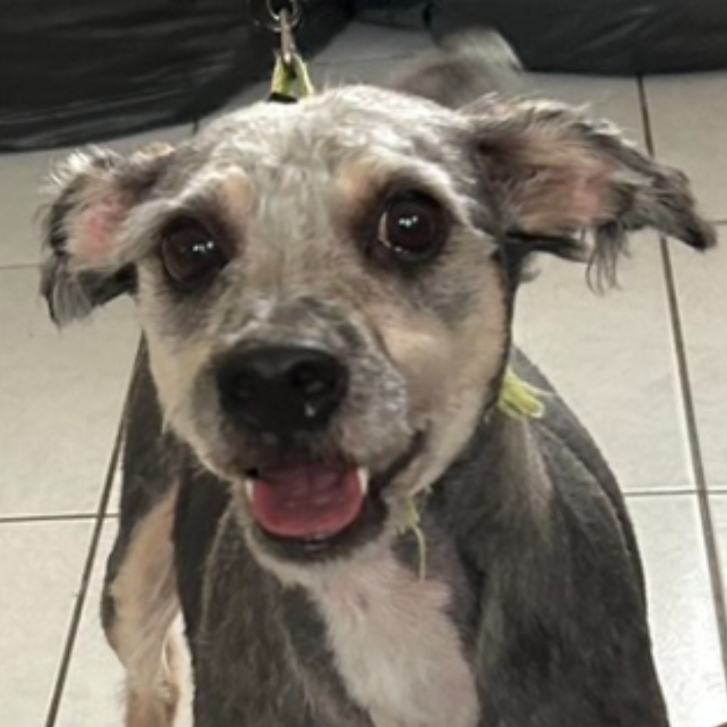 Photo of No. PAAAG1131216007, Adult · Male · Medium · Mixed breed