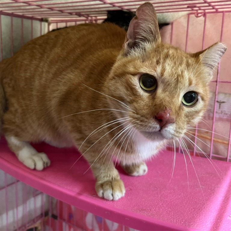 Orange-and-white adult male mixed-breed cat, Medium, shelter no. …2003