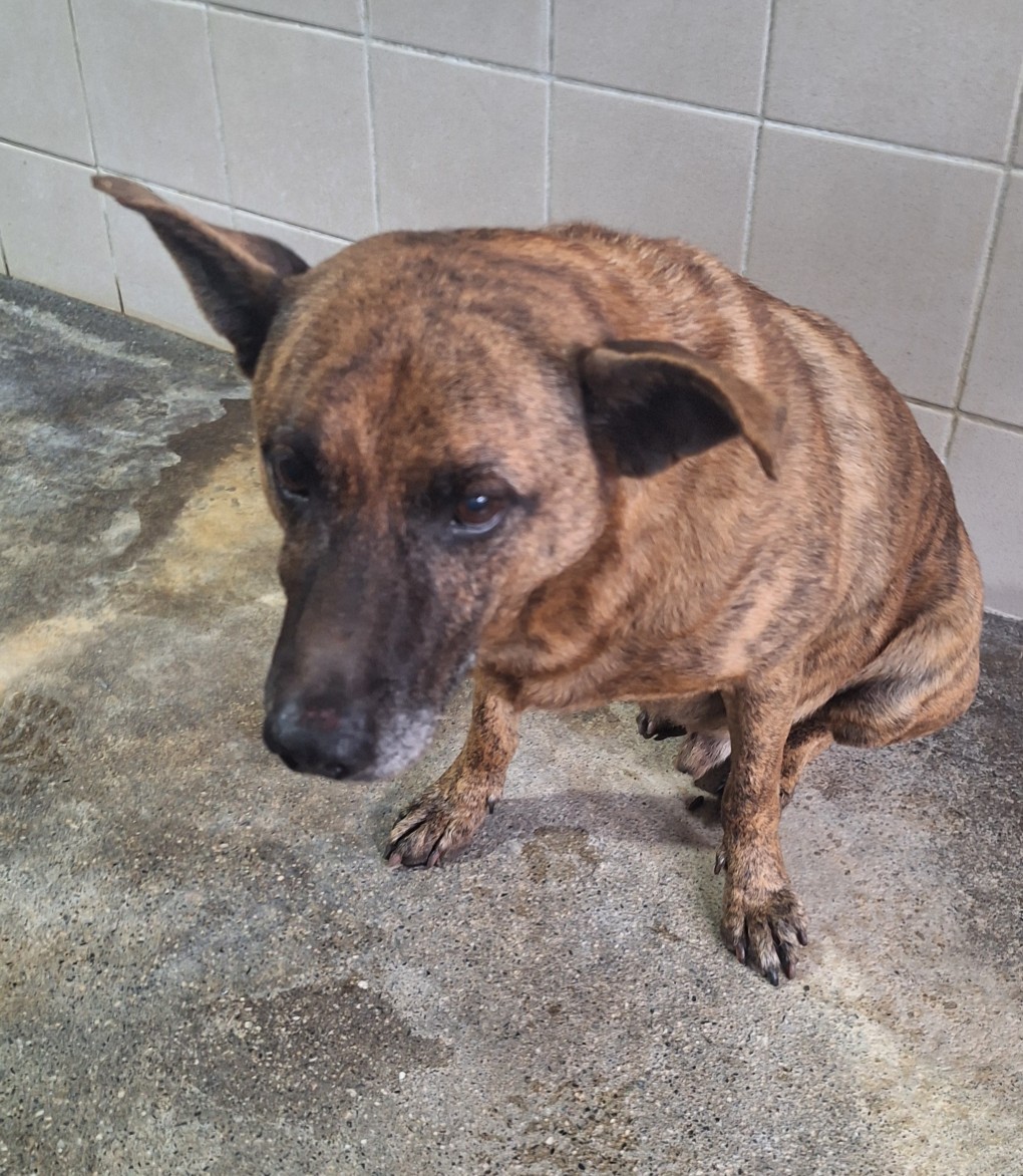 Tabby adult male mixed-breed dog, Medium, shelter no. …0002
