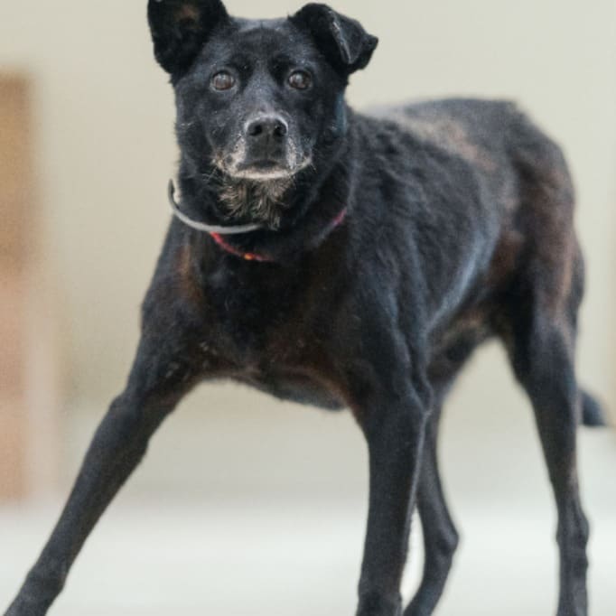 Photo of No. AAAGG1100428003, Adult · Female · Medium · Mixed breed