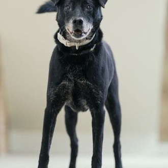 Photo of No. AAAGG106042205, Adult · Male · Large · Mixed breed