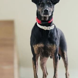 Photo of No. AAAGG1100506001, Male · Medium · Mixed breed