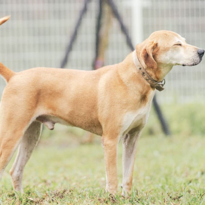 Photo of No. AAAGG1130715004, Adult · Male · Large · Mixed breed