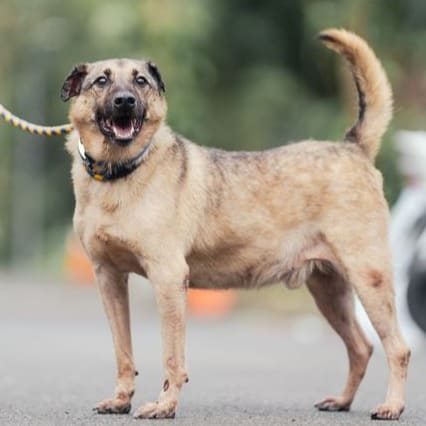 Photo of No. AAAEG103070111, Adult · Male · Medium · Mixed breed