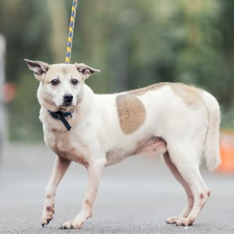 Photo of No. AAAEG106032311, Adult · Male · Medium · Mixed breed